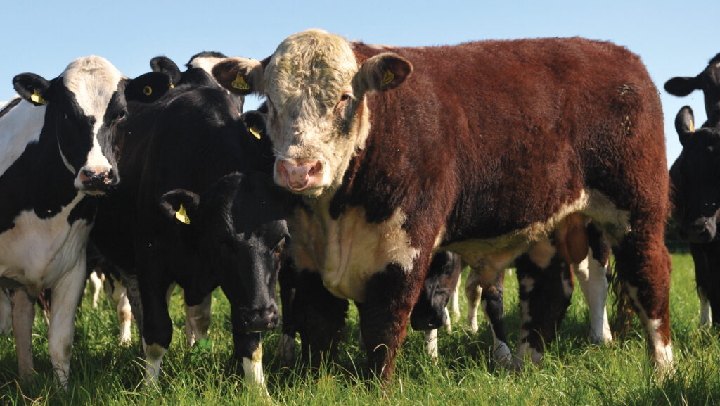 Pros and cons of sweeper bulls v all artificial insemination