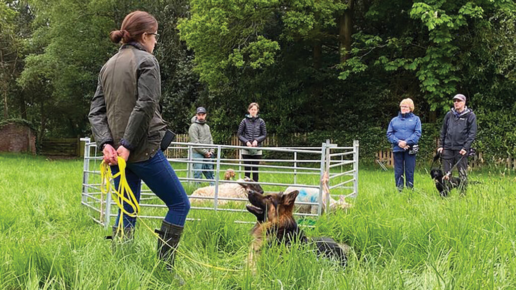 Hiilary Burbidge dog classes