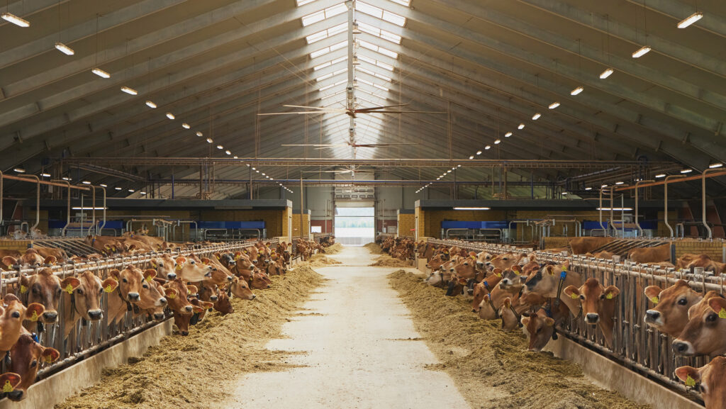 How UK milk producers score on efficiency but lose on profit