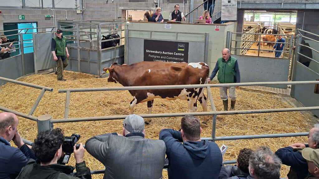 Shrewsbury Auction Centre selling dairy cows © Duncan Faulkes