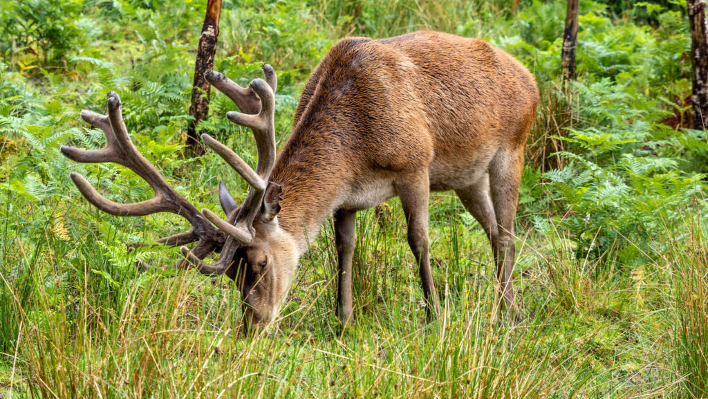 Lake District deer © Adobe Stock