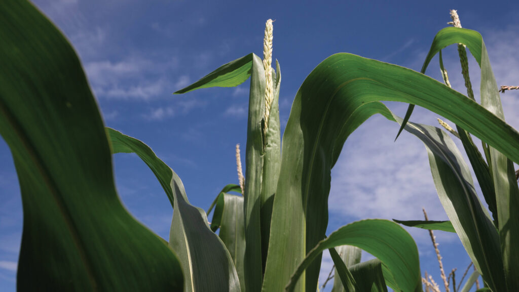 Maize in flower © Tim Scrivener