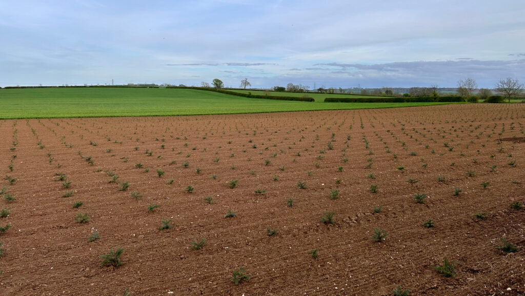 Newly planted Christmas trees