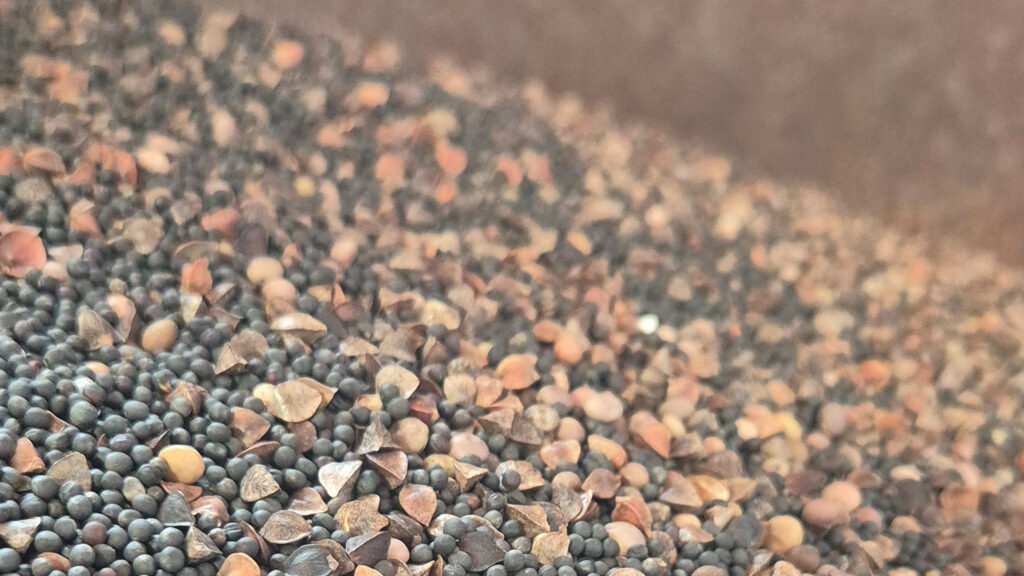 OSR, vetch, buckwheat and linseed