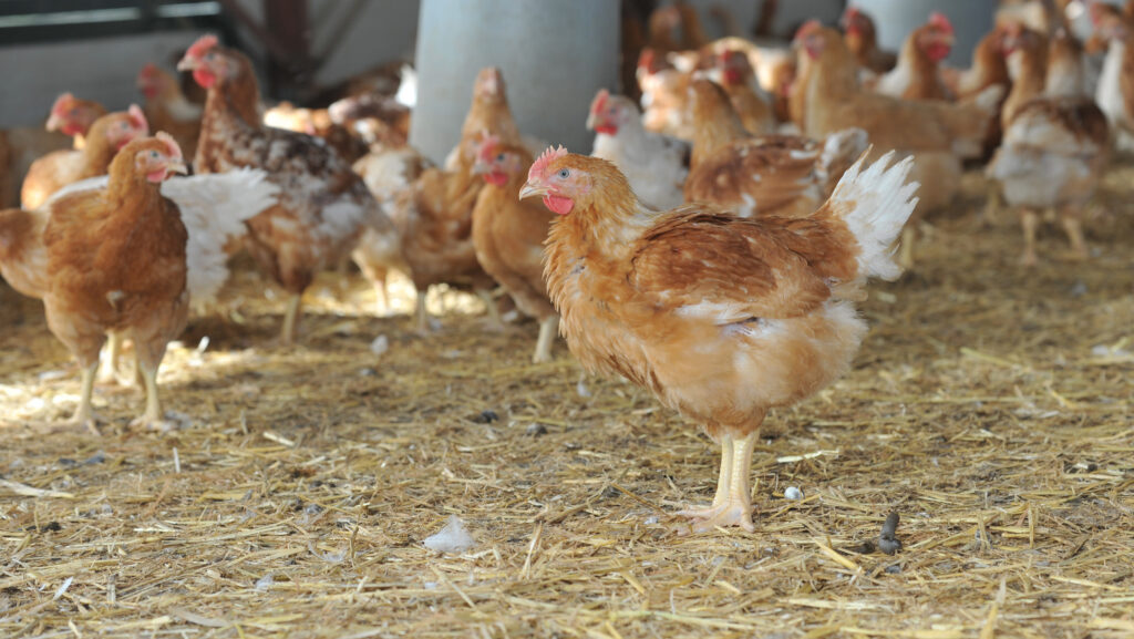 Organic hens at Organic hens at drinkers at Capestone Organic Poultry