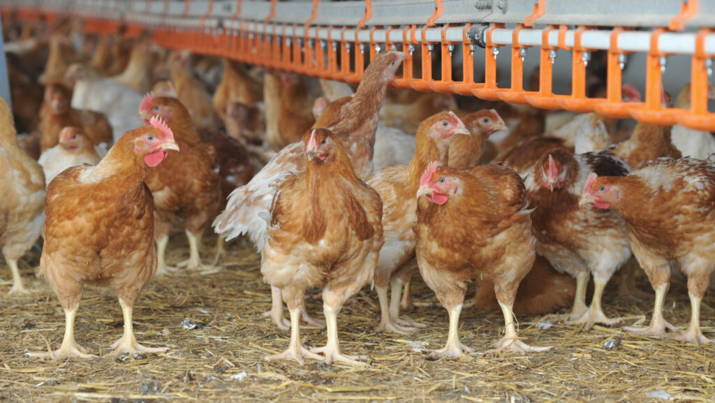 Why rearing organic poultry is good fit for dairy farm