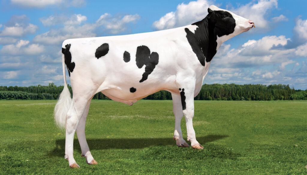 Top-ranking bull Lorenzo offers strong health and longevity