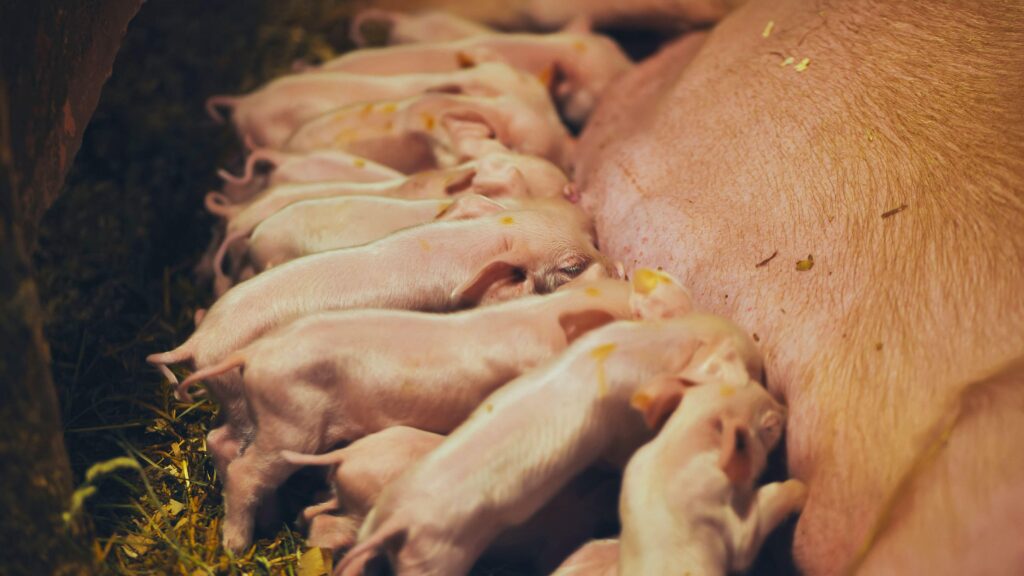 © Davidovich Mikhail/Alamy Stock Photo