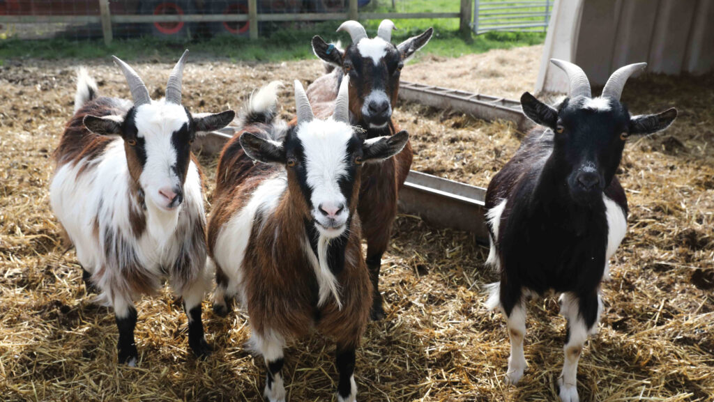 Goats at Agri-cation