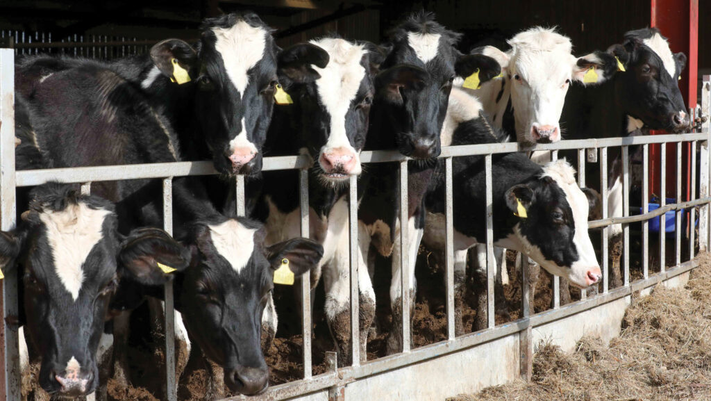 Cows at Agri-cation © Rick Matthews
