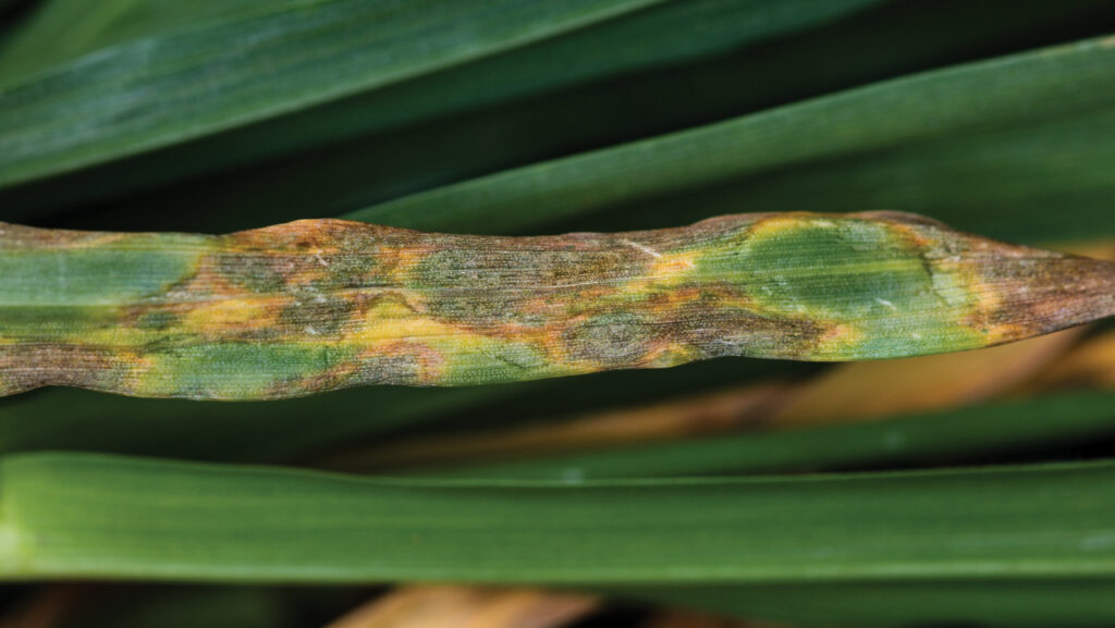Septoria on wheat