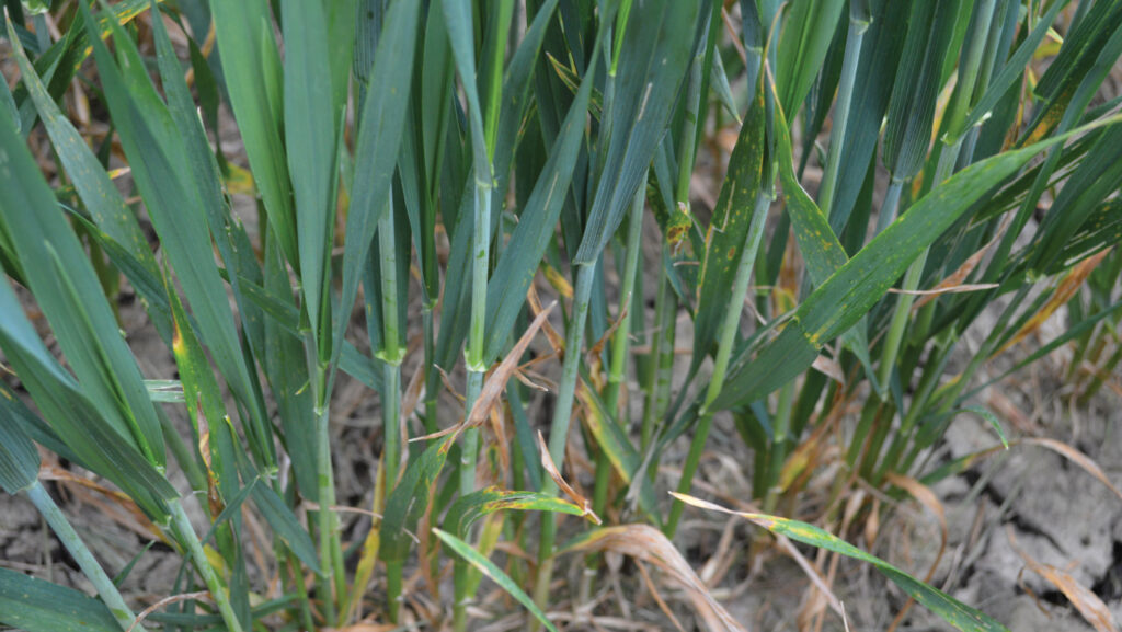 Septoria in the bottom of the wheat crops at the Oxfordshire trial site © David Jones