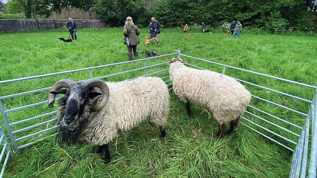 Sheep on farm, Hillary Burbidge classes