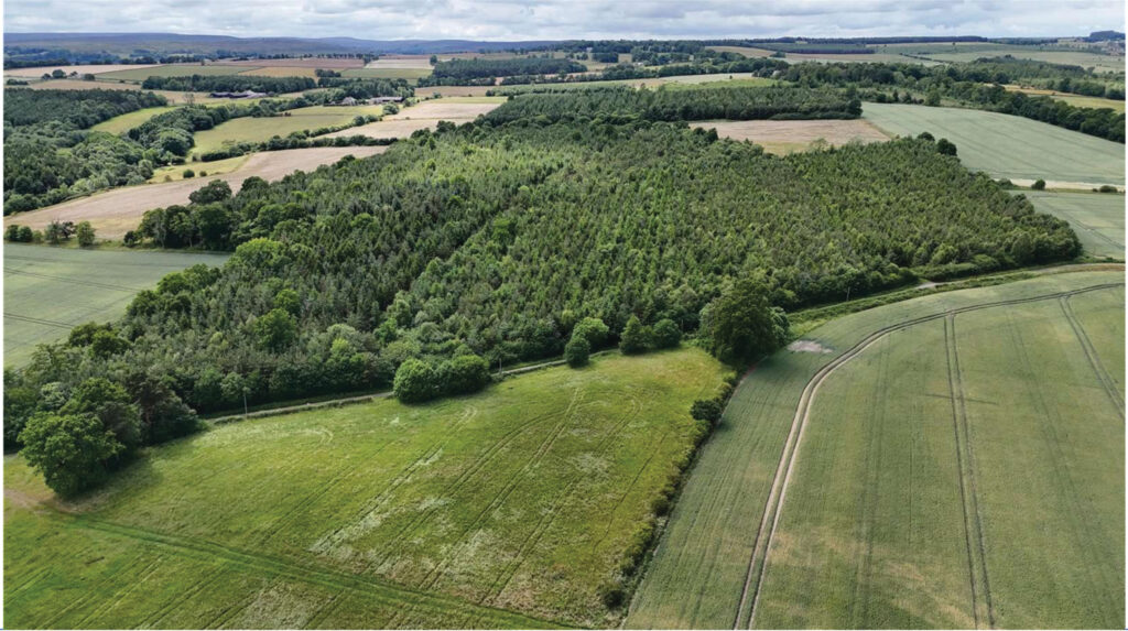 The 219ha Shotley Estate Woodlands, Northumberland, is on the market with  Savills at a guide price of £3.53m © Savills