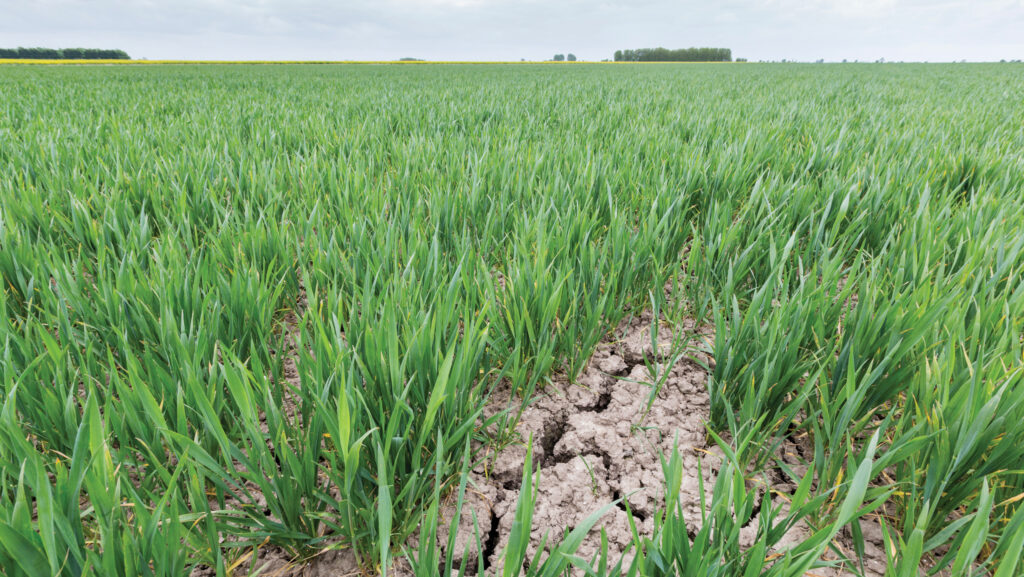 Cracked soil in a wheat crop
