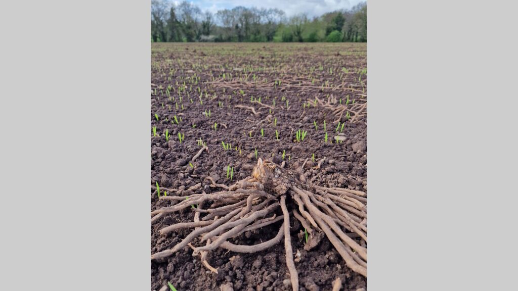 Spring barkey emerging with asparagus roots lying on the soil