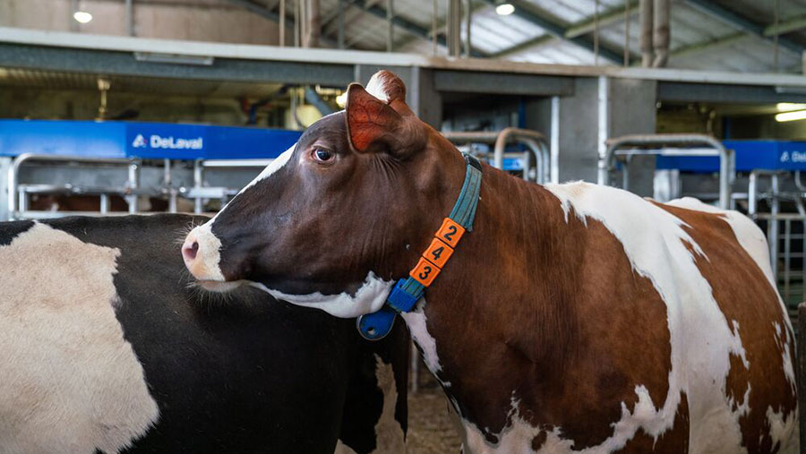 Cow with collar around neck