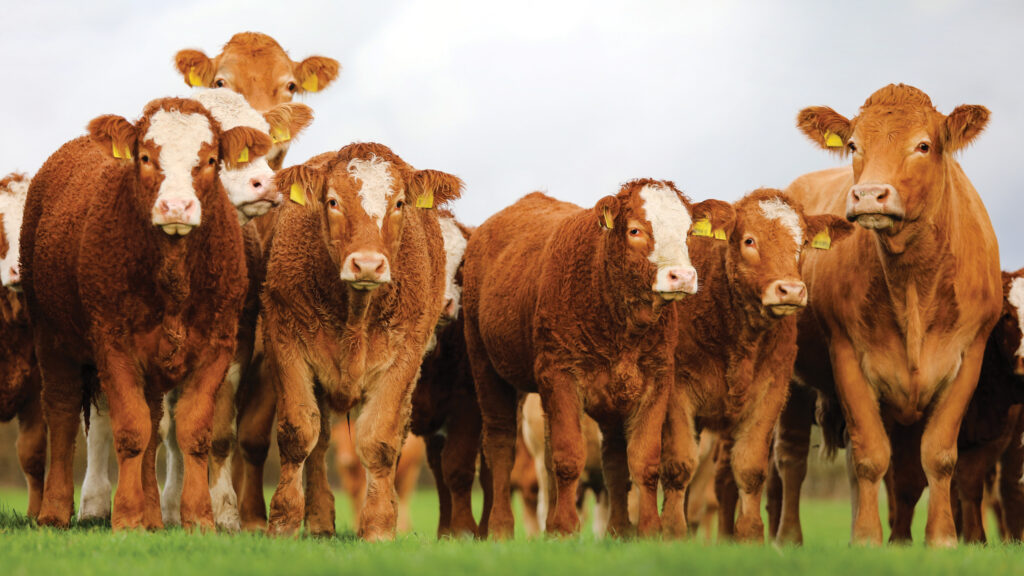 Suckler herd in a field