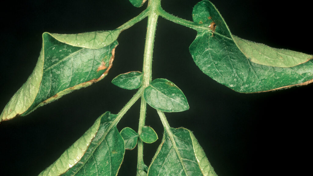 Symptoms of potato leaf virus