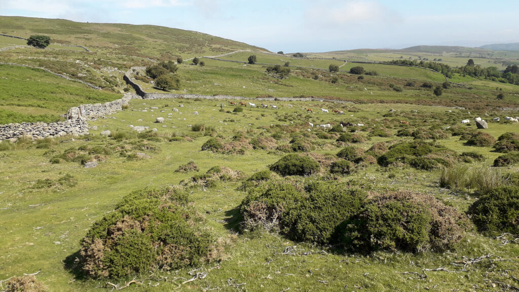 Tal Y Fan Common, Conwy © Dewi Jones