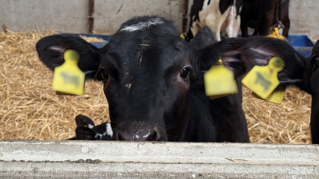 Calf at Two Pools Farm