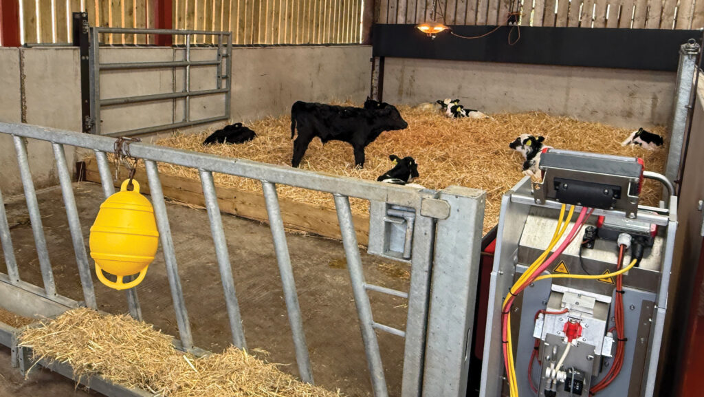 Calf housing at Two Pools Farm