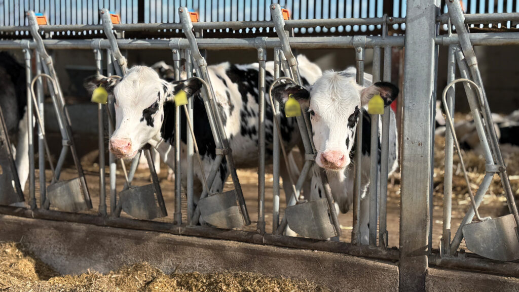 Weaned heifers at Two Pools Farm © Rhian Price