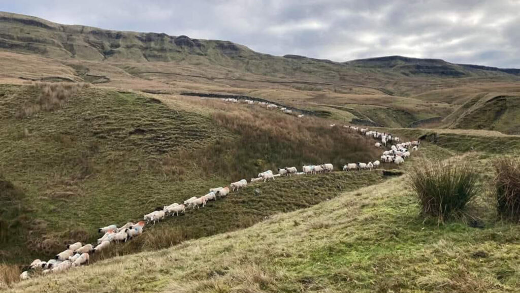 Upland farming in Cumbria