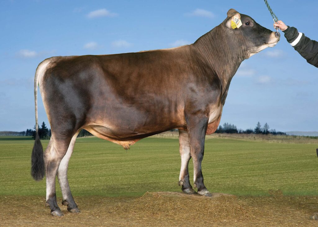 Breeder's photo of Jersey bull
