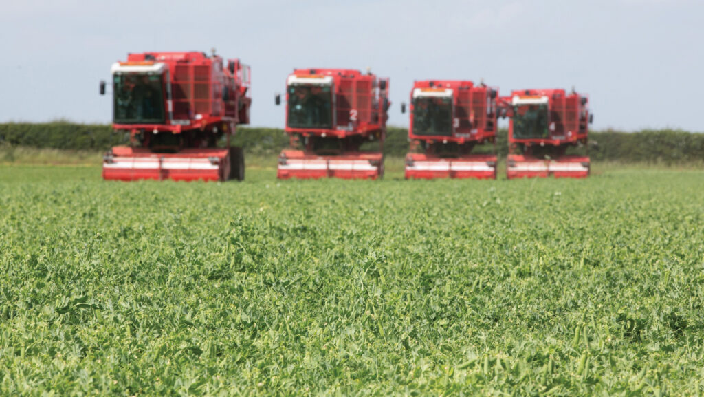 On-farm vining pea trials aim to tackle UK virus losses