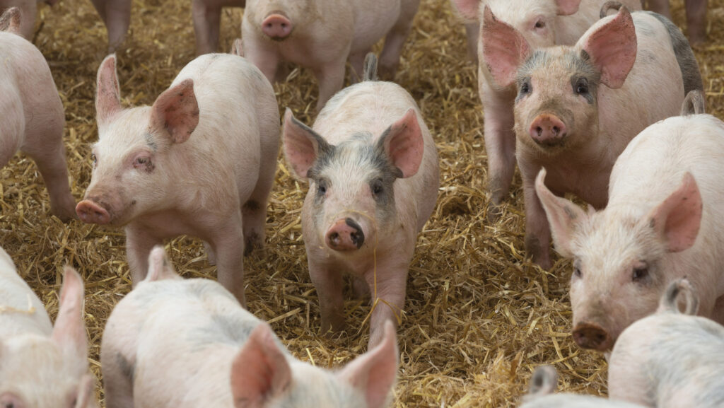 Weaner pigs in tents