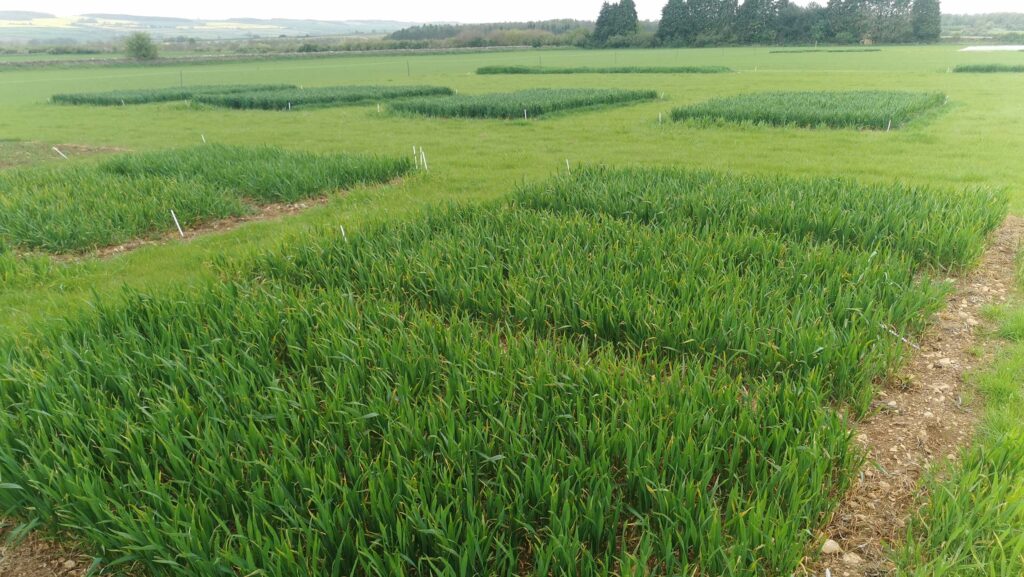 Wheat crop plots at Diddly Squat Farm