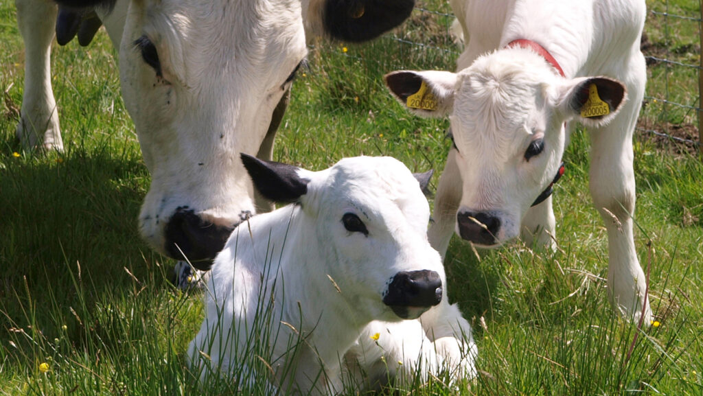UK’s ancient White Park cattle breed moves to priority risk