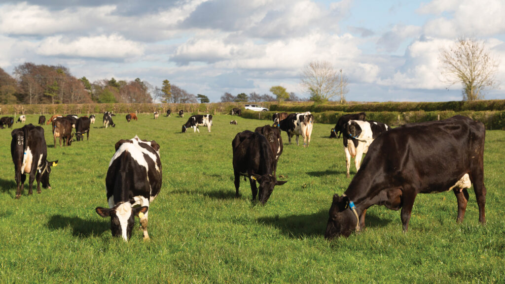 Cows at Windmill Dairy readily graze leafy cocksfoot ©  MAG/Judith Tooth