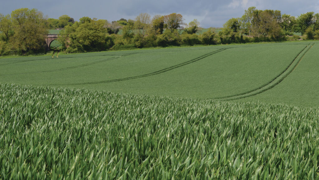 Field of winter wheat plant at T2 flag leaf stage
