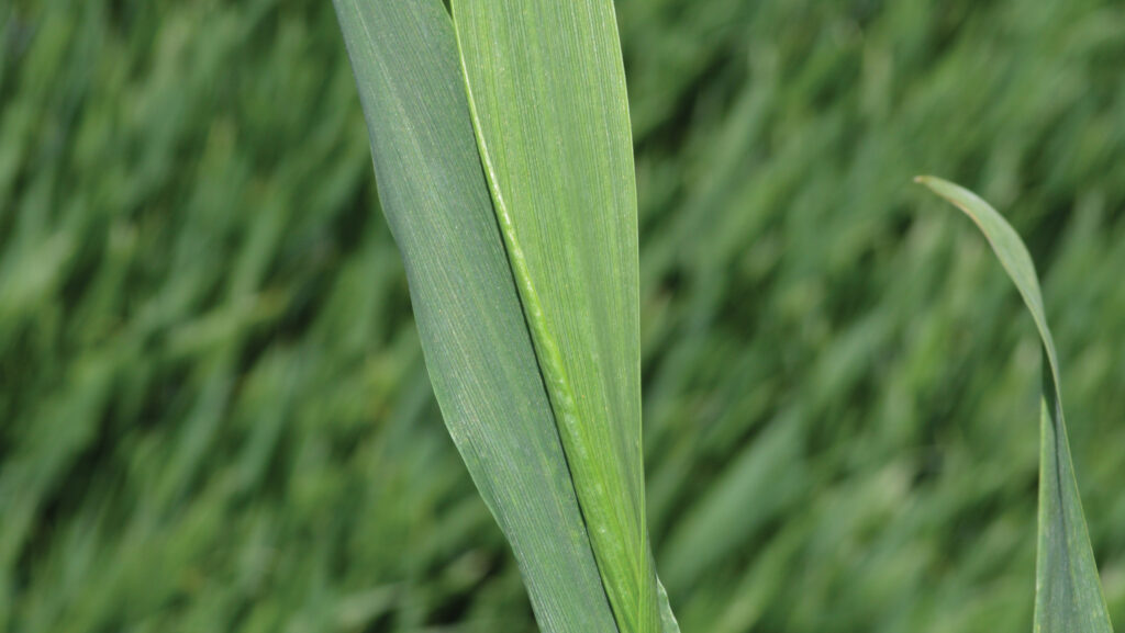 Close up of winter wheat plant at T2 flag leaf stage