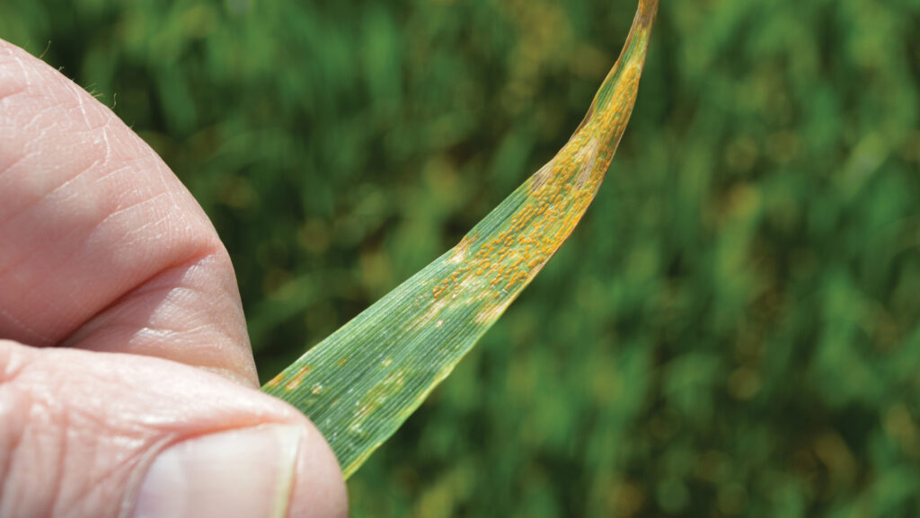 Champion with yellow rust