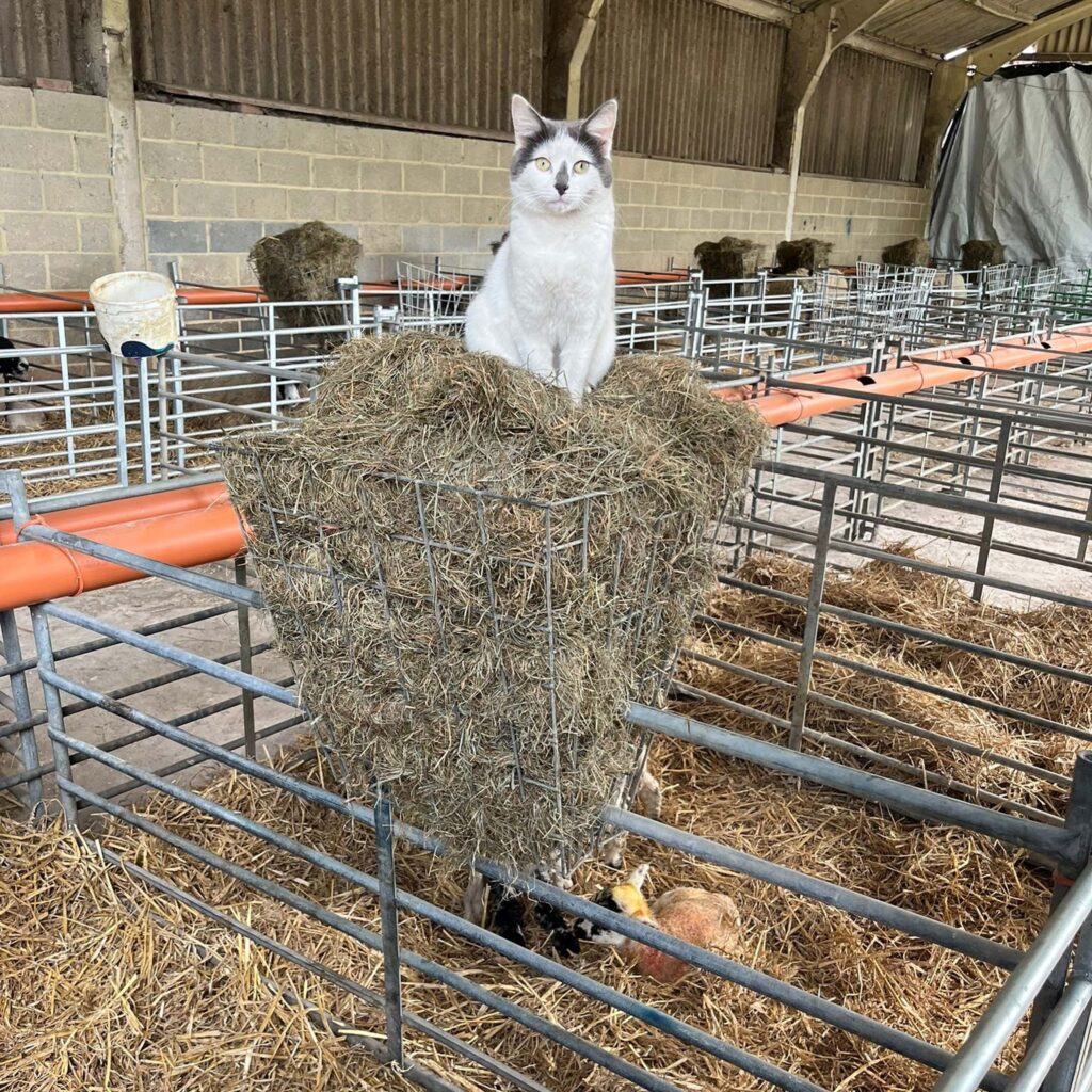 Yoda the farm cat sitting in the lambing shed