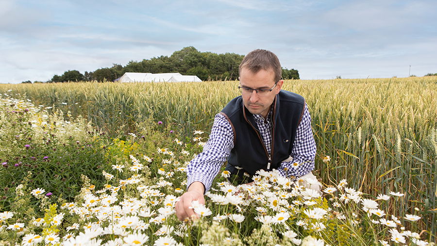 A person examines wildflowers at the edge of a crop field.