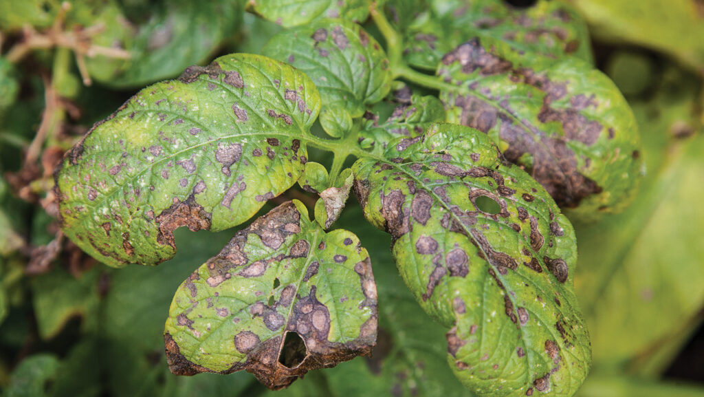 Alternaria on potato leaf