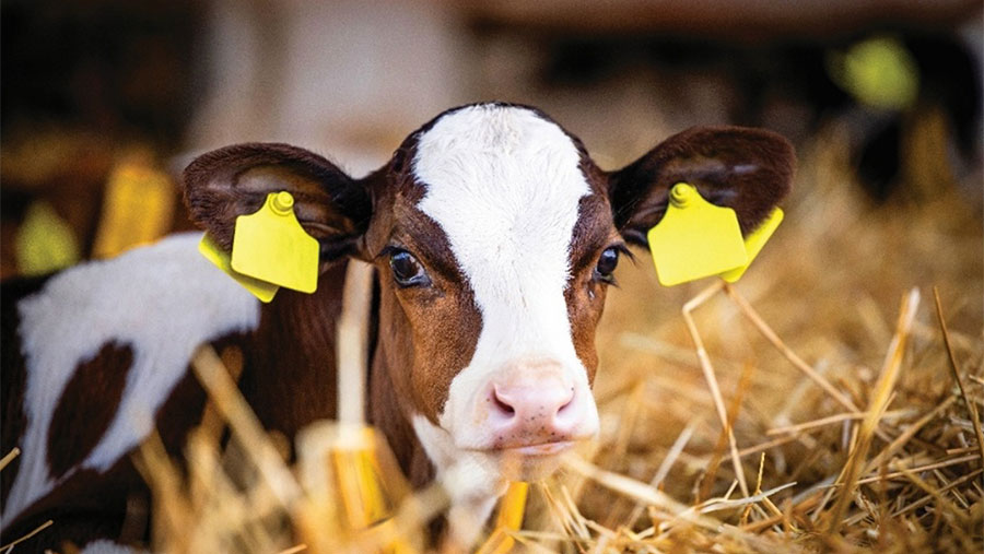 Calf lying in hay