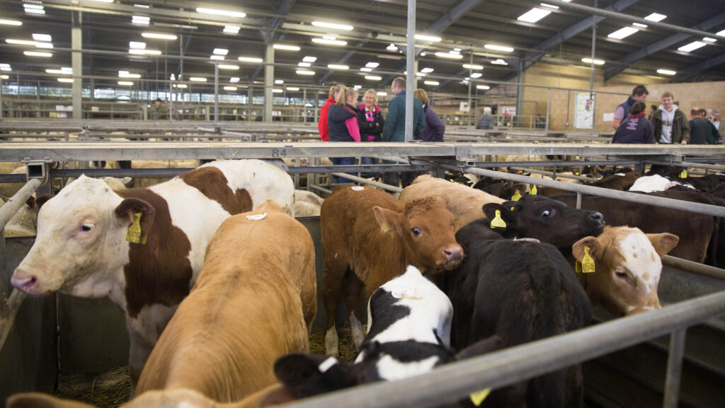 Farmers share £265k as ANM turnover jumps 20% to £13.8m