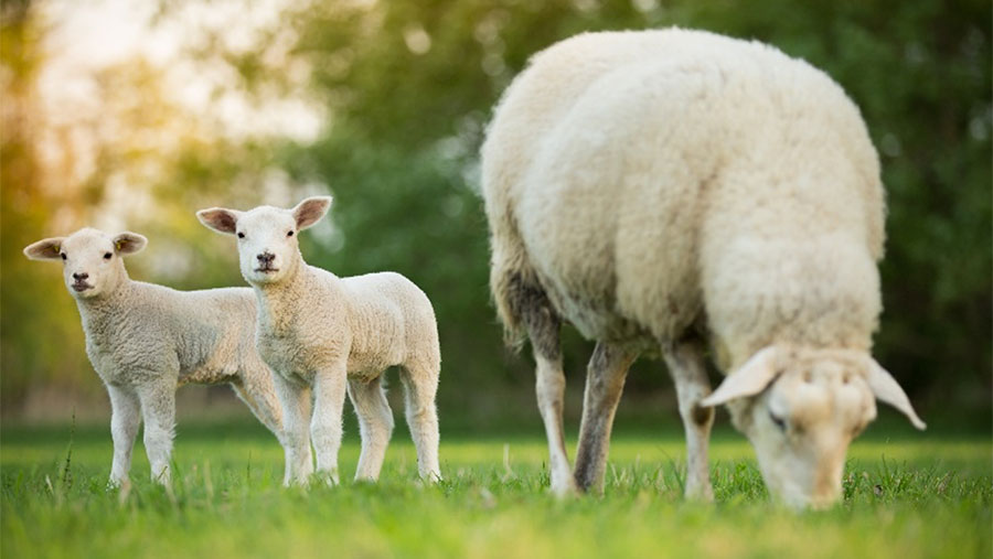 Lamb and sheep in field