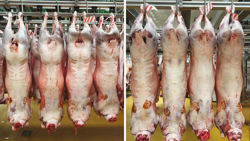 Lamb carcasses