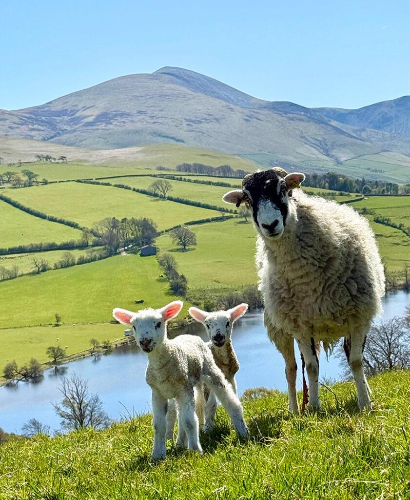 Ewe and lambs with lake and mountains behind
