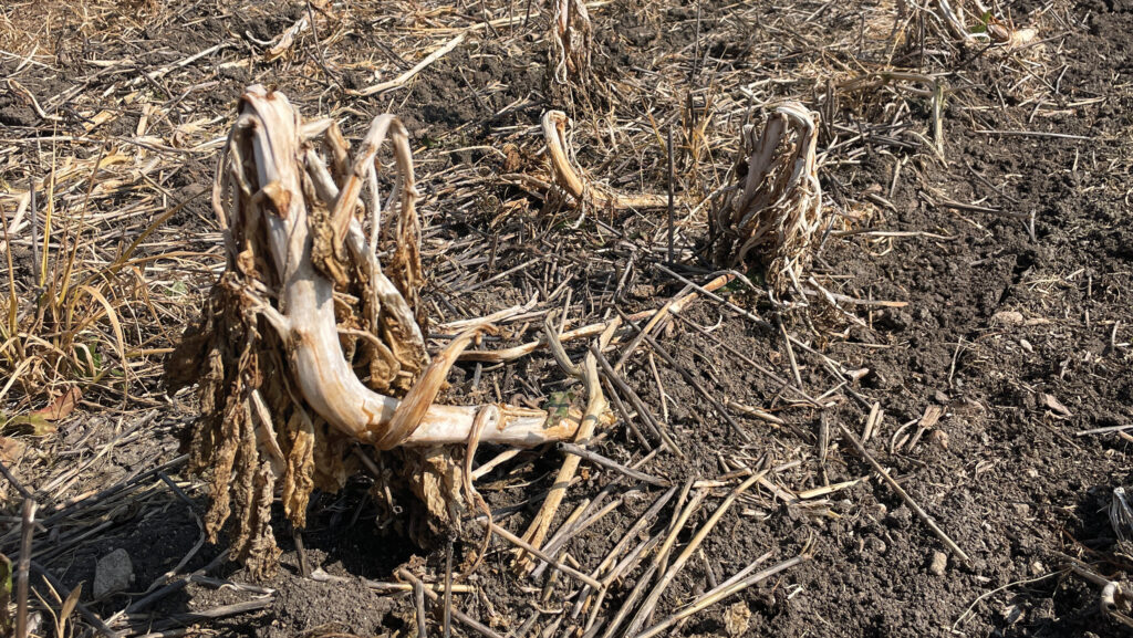 Drilled sunflower stubble