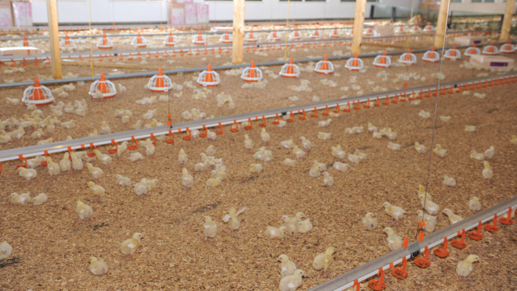 Chicks in rearing barn