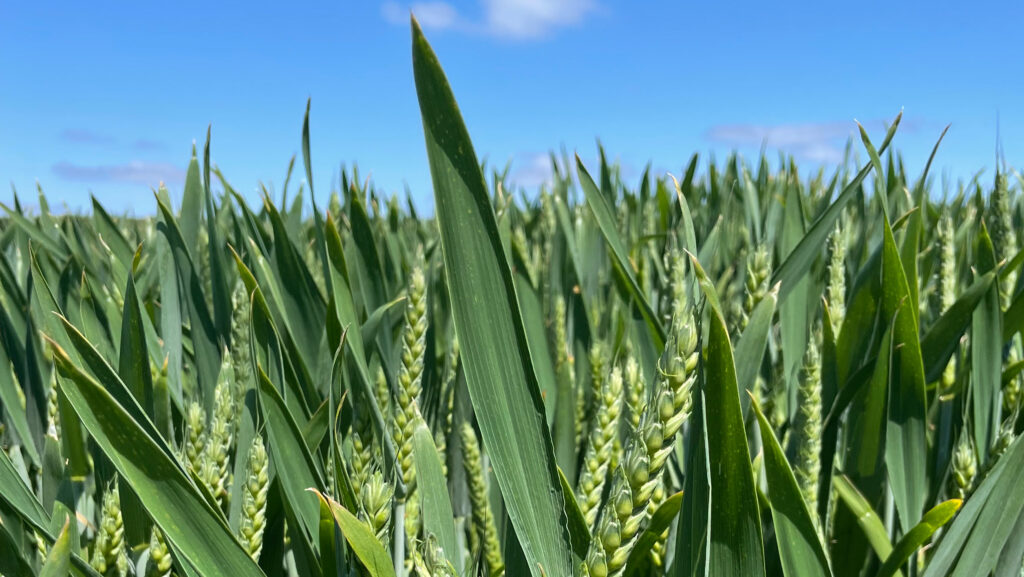 Seed breeder launches farmer-led demo farm network