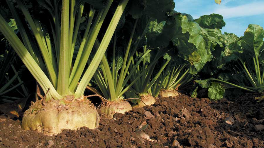 Sugar beet in field
