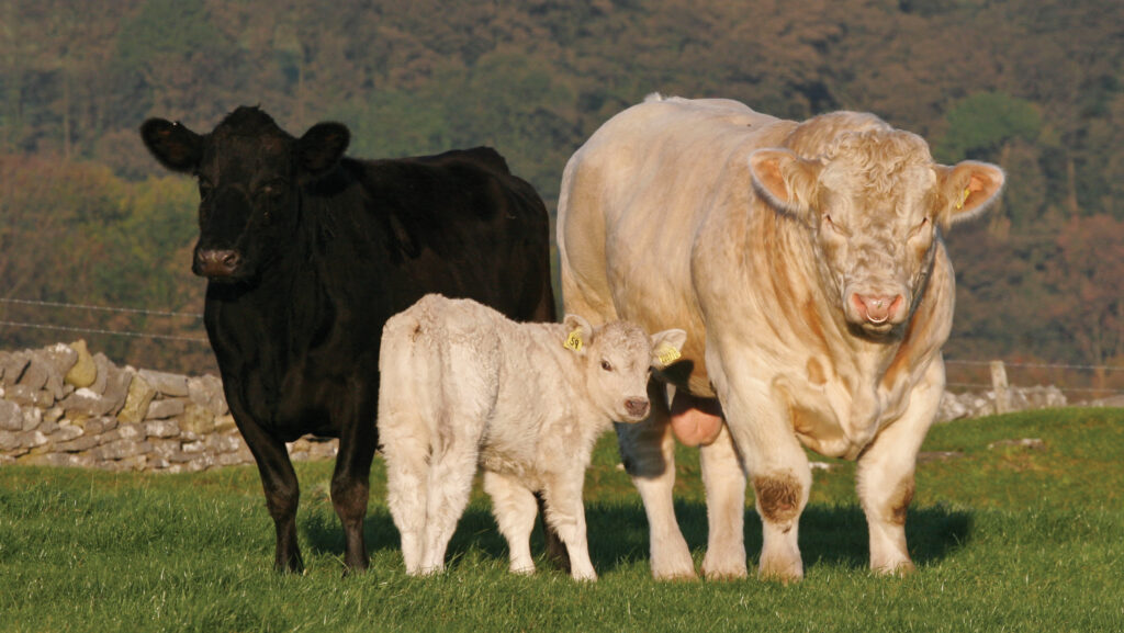 Angus cross cow with calf